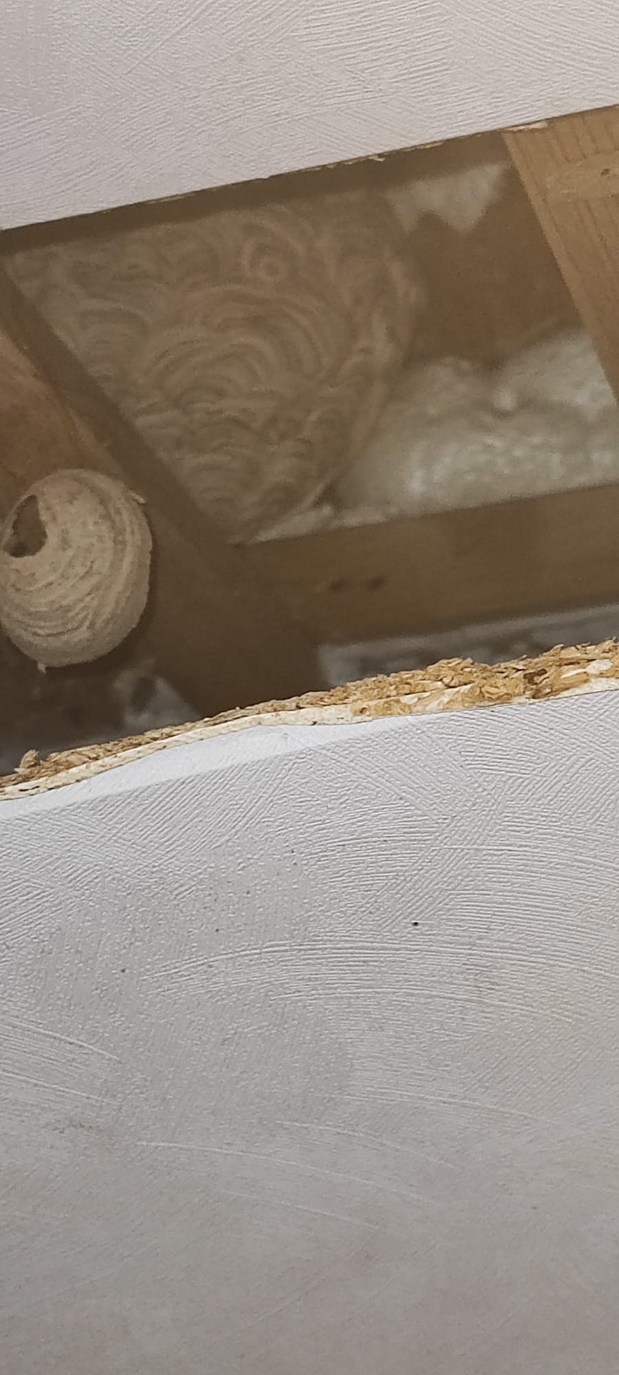 Inventarisatie wespen