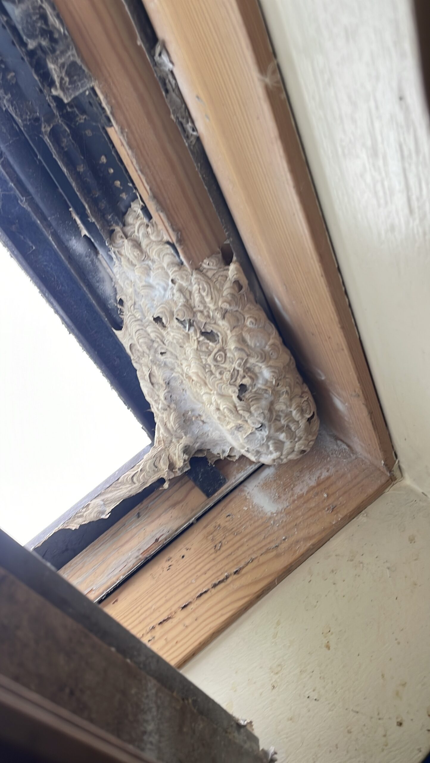 Wespennest in de tuin: zo herken je het én wat je wel/niet moet doen