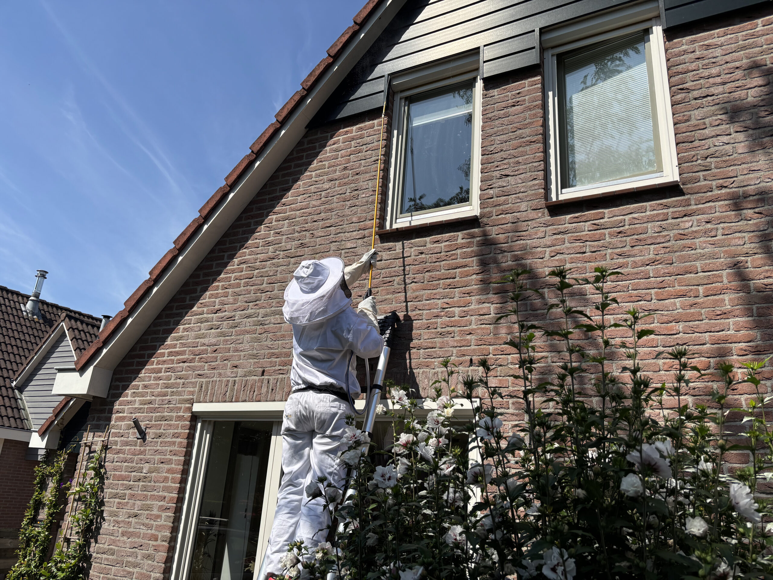 Wespen bij de dakrand in Ommen – voorbeeldsituatie wespenbestrijding (bosrijke omgeving)