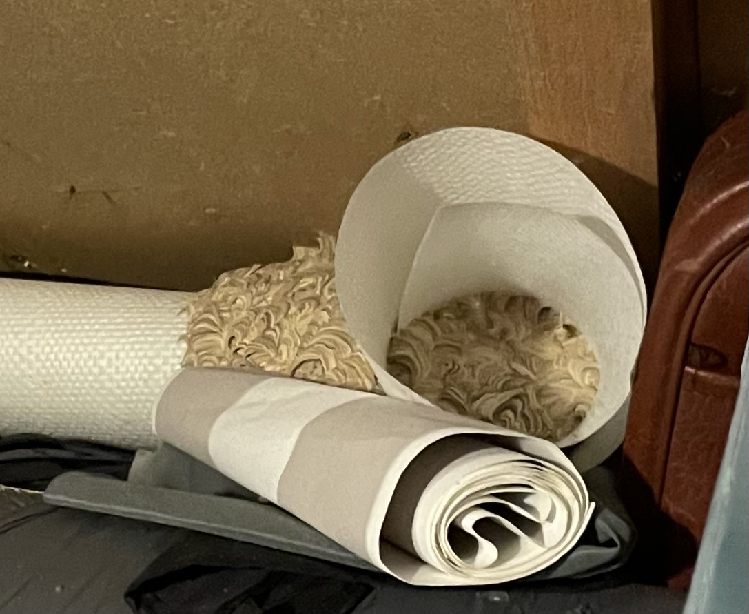 Wespennest herkennen