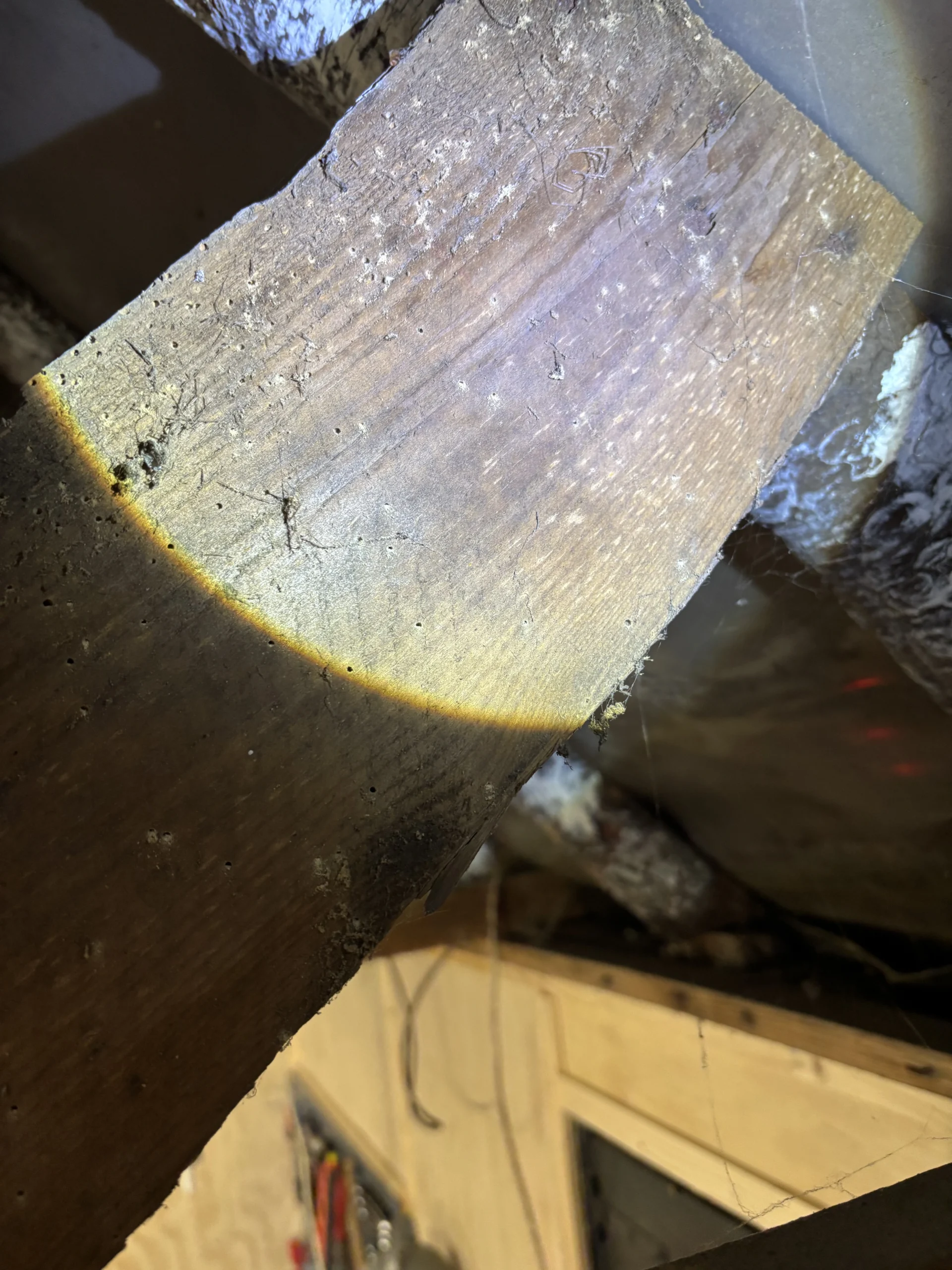 Foget ongediertebestrijding in Twenterand – snelle hulp bij ongedierte