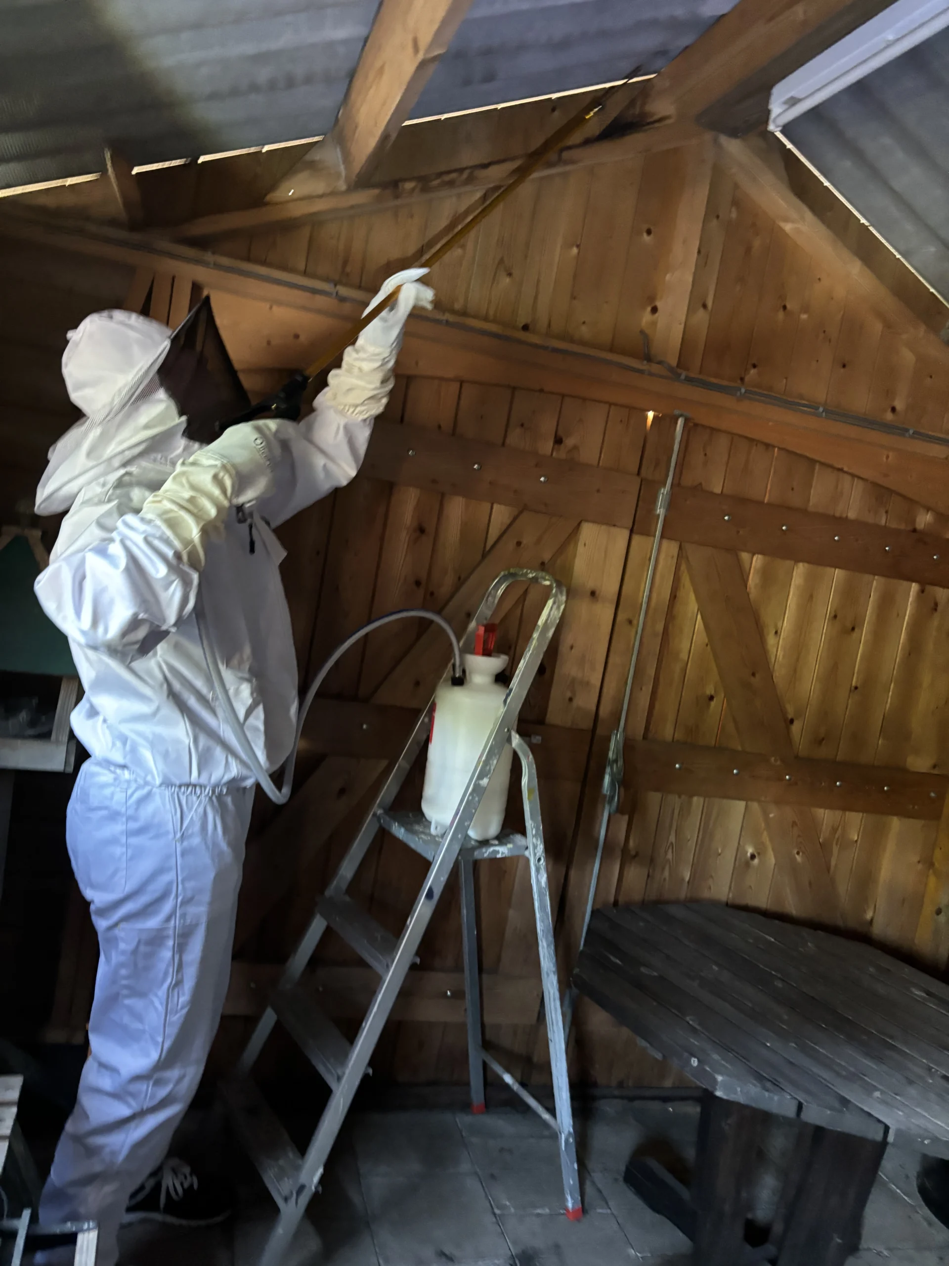 Werkwijze wespenbestrijding: inspectie, bestrijding, controle, garantie en nazorg