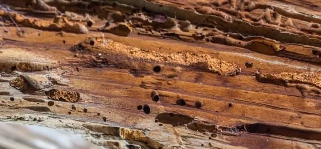 Huisboktor aantasting