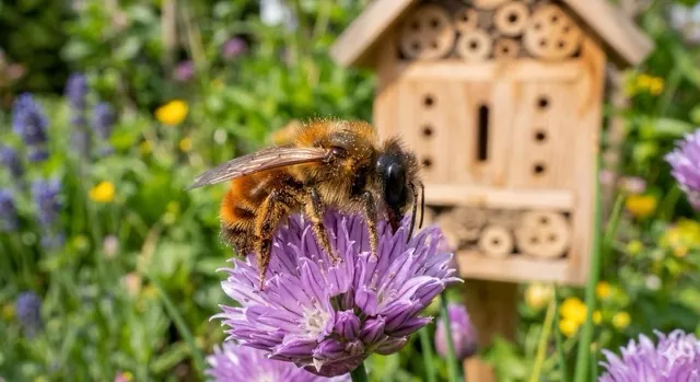 Een harige rosse metselbij met veel stuifmeel op haar lichaam verzamelt nectar op een paarse bieslookbloem in een zonnige tuin in de buurt van een bijenhotel.